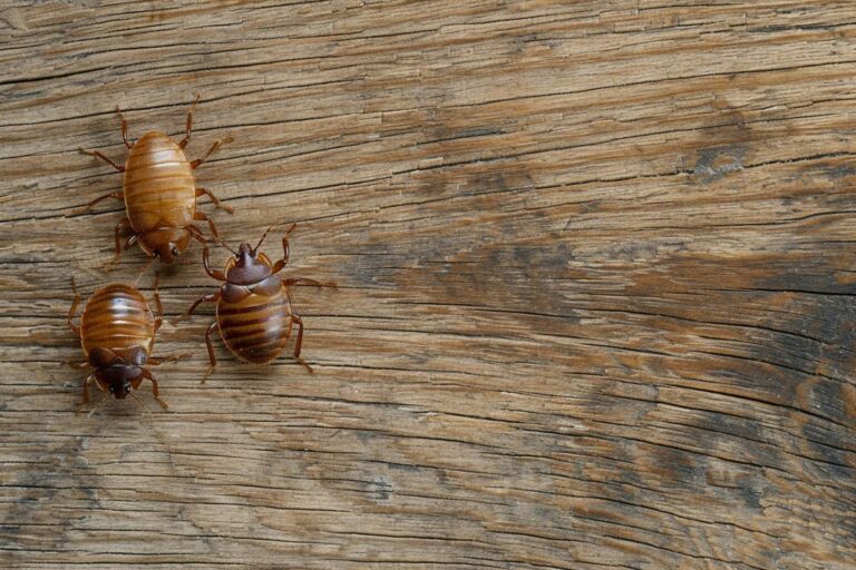Puces : différence entre celles de lit, chat, chien et parquet